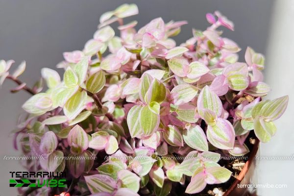 Sen Đá Pink Lady thường mọc bò thành thảm thấp, ưa môi trường ẩm