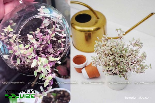 Điều kiện chăm sóc cần thiết cho Sen Đá Pink Lady trong làm tiểu cảnh