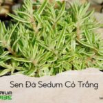 sen đá sedum cỏ trắng