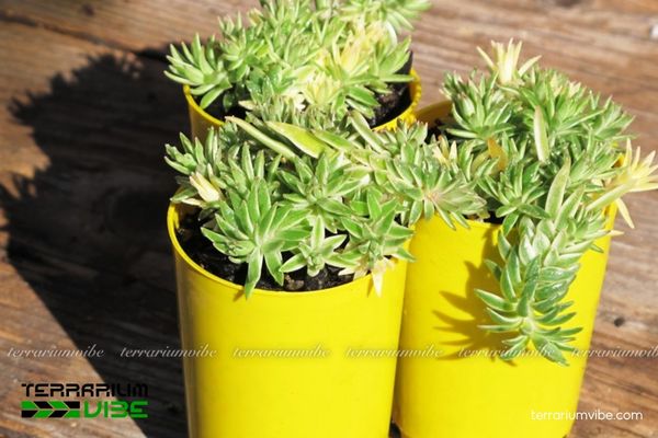 Sedum Cỏ Trắng thích hợp terrarium mở, kết hợp cùng các loài sen đá ưa sáng