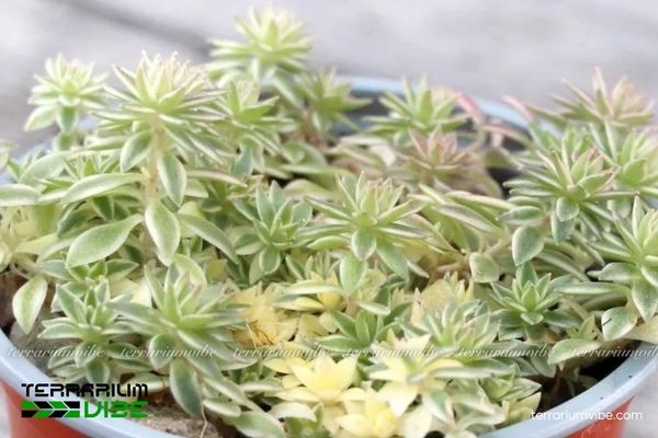 Các yếu tố môi trường cơ bản cần thiết để chăm Sen Đá Sedum Cỏ Trắng