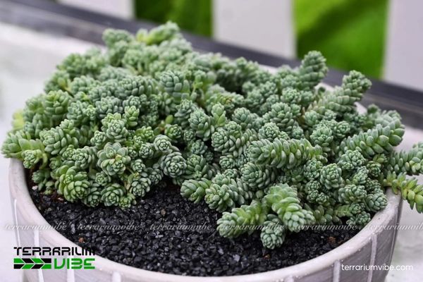 Sen Đá Sedum Hoa Hồng 1 Thông tin hồ sơ sinh học của Sen Đá Sedum Hoa Hồng