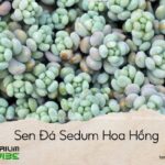 sen đá sedum hoa hồng