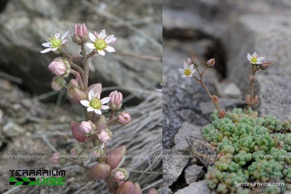 Sen Đá Sedum Hoa Hồng 2 Sen Đá Sedum Hoa Hồng sống trên các khe đá và vách đá khô thoáng, nơi có nhiều ánh sáng