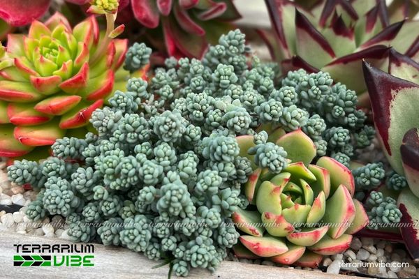 Sen Đá Sedum Hoa Hồng 3 Sen Đá Sedum Hoa Hồng được bố trí trong terrarium mở, kết hợp cùng đá, rêu