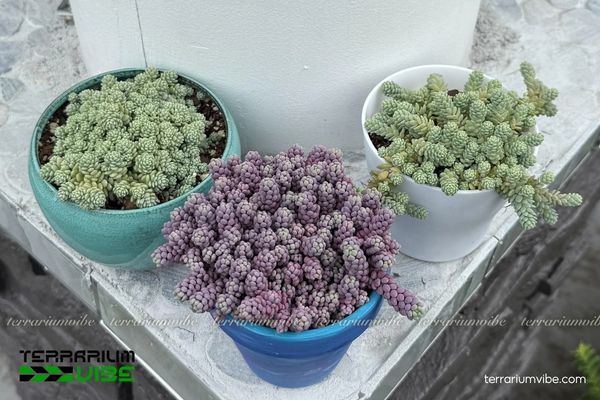 Sen Đá Sedum Hoa Hồng 4 Các yếu tố môi trường cơ bản cần thiết chăm Sen Đá Sedum Hoa Hồng