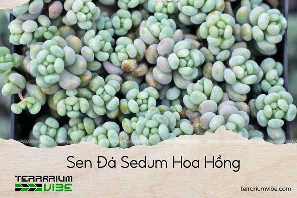 Sen Đá Sedum Hoa Hồng