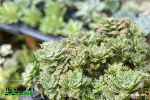 Tìm hiểu thông tin sinh học của cây Sen Đá Sedum Lông