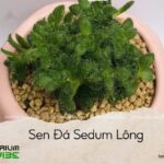 sen đá sedum lông