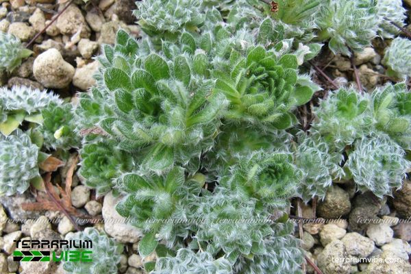 Bố cục đồi đá kết hợp Sen Đá Sedum Lông mang đến vẻ đẹp tự nhiên và hài hòa