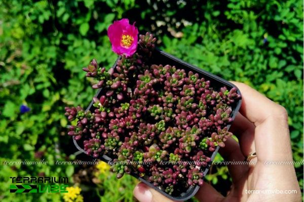 Sen Đá Sedum Nếp Cẩm 1 Đặc điểm thông tin sinh học và hình dáng Sen Đá Sedum Nếp Cẩm