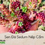 sen đá sedum nếp cẩm