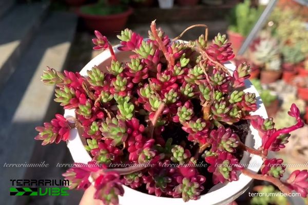 Sen Đá Sedum Nếp Cẩm 2 Sen Đá Sedum Nếp Cẩm giống lai có nguồn gốc Mexico, lá mọng giúp dự trữ nước