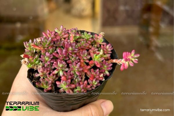 Sen Đá Sedum Nếp Cẩm 3 Sedum Nếp Cẩm kết hợp cùng các loài cây nhỏ có nhu cầu chăm sóc tương đồng