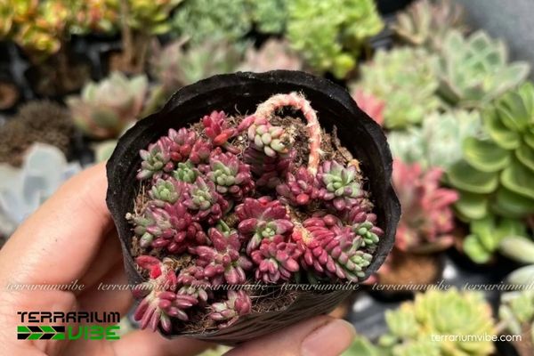 Sen Đá Sedum Nếp Cẩm 4 Các yếu tố môi trường chăm sóc cơ bản Sen Đá Sedum Nếp Cẩm