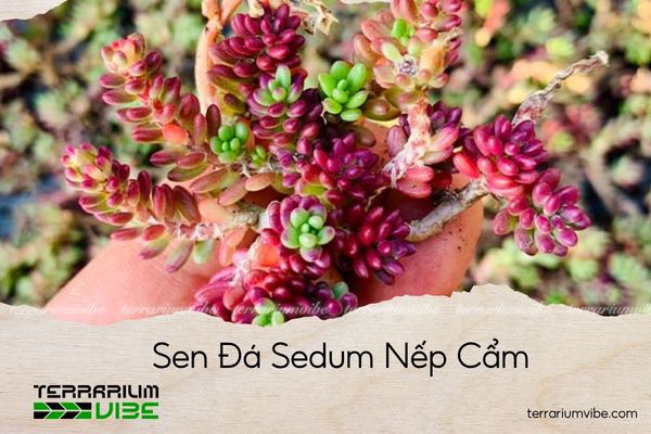 sen-da-sedum-nep-cam sen đá sedum nếp cẩm