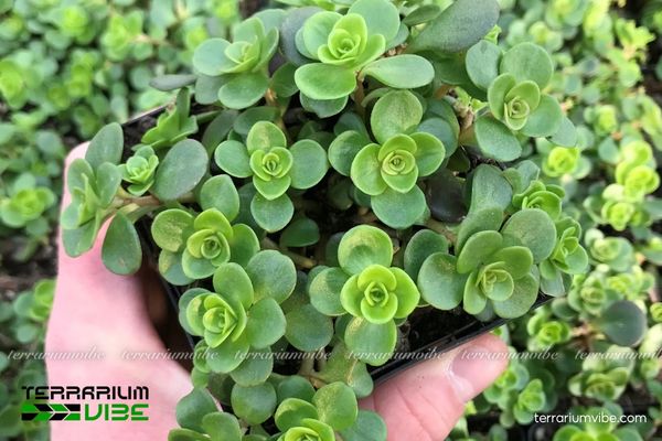 Sen Đá Sedum Vảy Cá 1 Tìm hiểu đặc điểm sinh học Sen Đá Sedum Vảy Cá