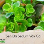 sen đá sedum vảy cá