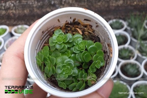 Sen Đá Sedum Vảy Cá 4 Các yếu tố môi trường cần thiết cho Sen Đá Sedum Vảy Cá