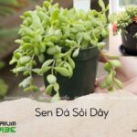 sen đá sỏi dây