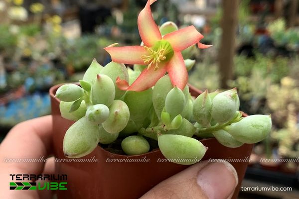 Sen Đá Sỏi Dây phù hợp terrarium mở, bố trí trên nền cao để cành buông rủ