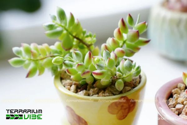Các yếu tố môi trường chăm cây cần thiết cho Sen Đá Sỏi Dây