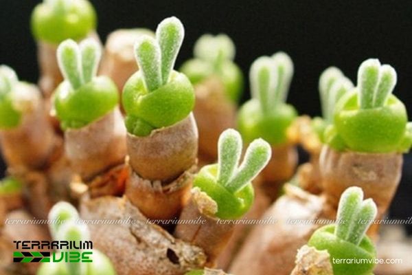 Đặc điểm hình dáng và phân loại sinh học của Sen Đá Tai Thỏ