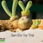 sen đá tai thỏ