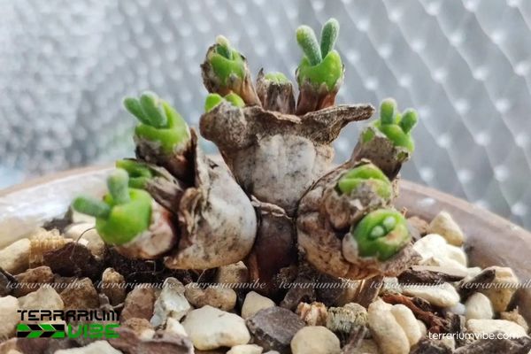 Sen Đá Tai Thỏ làm điểm nhấn trong terrarium cạn với nền sỏi và đá tự nhiên