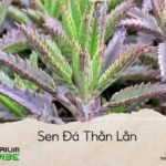 sen đá thằn lằn