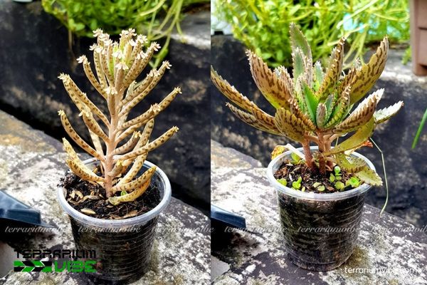 Môi trường sống tự nhiên khô thoáng của Sen Đá Thằn Lằn tại Tây Nam Madagascar.