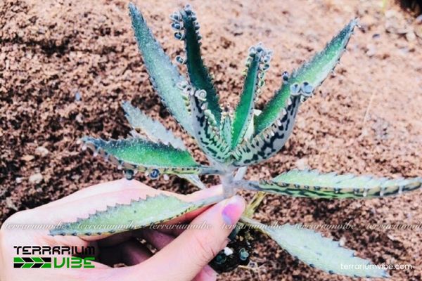Các yếu tố môi trường chăm cây Sen Đá Thằn Lằn trong hồ cạn
