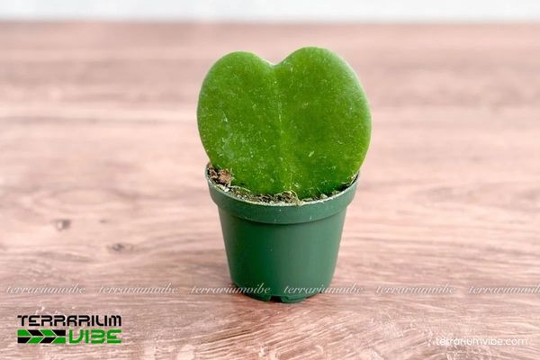Sen Đá Trái Tim Hoya Kerrii 1 Đặc điểm hình dáng và phân loại sinh học Sen Đá Trái Tim Hoya Kerrii