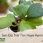 Sen Đá Trái Tim Hoya Kerrii