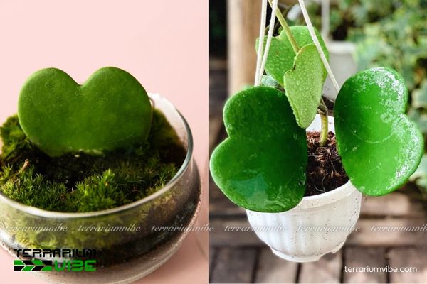 Sen Đá Trái Tim Hoya Kerrii 2 Hoya kerrii thường sống biểu sinh hoặc trên đá trong môi trường nhiệt đới ẩm
