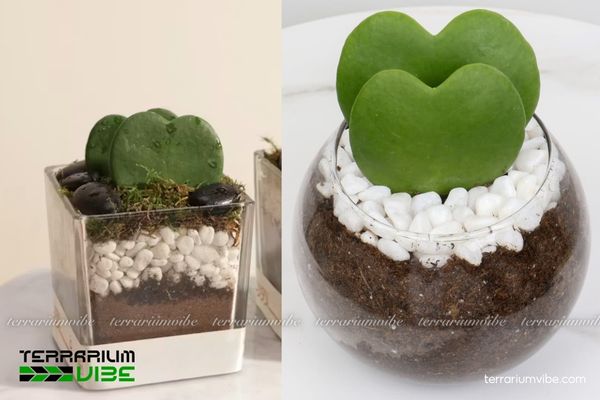 Sen Đá Trái Tim Hoya Kerrii 3 Hoya kerrii phù hợp với tiểu cảnh hồ cạn dạng bình mở hoặc bán mở