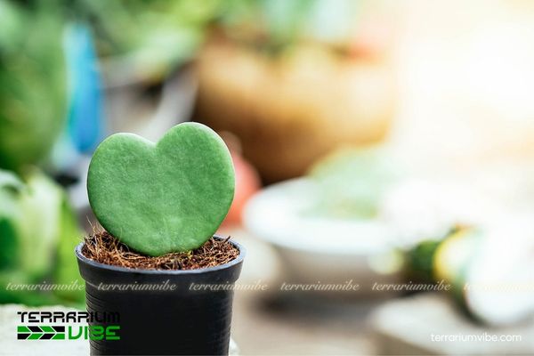 Sen Đá Trái Tim Hoya Kerrii 4 Các yếu tố môi trường chăm sóc cây Sen Đá Trái Tim Hoya Kerrii cần thiết