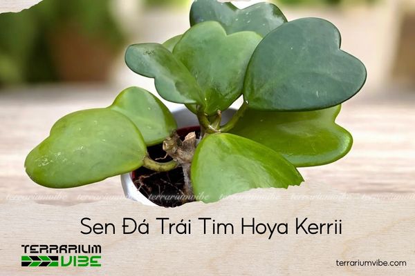 sen-da-trai-tim-hoya-kerrii Sen Đá Trái Tim Hoya Kerrii - Image 1
