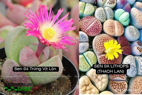 Đặc điểm hình thái sinh học đặc trưng Sen Đá Trứng Vịt Lộn