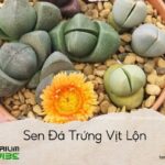 sen đá trứng vịt lộn