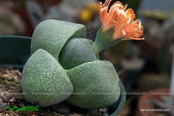 Sen Đá Trứng Vịt Lộn trong terrarium khô kết hợp sỏi đá và cây mọng nước mini
