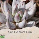 sen đá vuốt đen