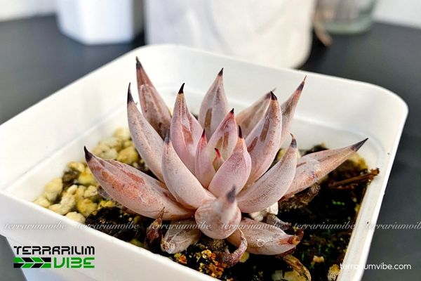 Sen Đá Vuốt Đen trong môi trường đá khô, thoát nước nhanh