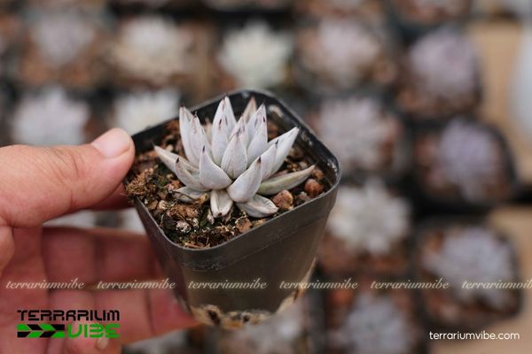 Các yếu tố môi trường cần thiết để chăm Sen Đá Vuốt Đen