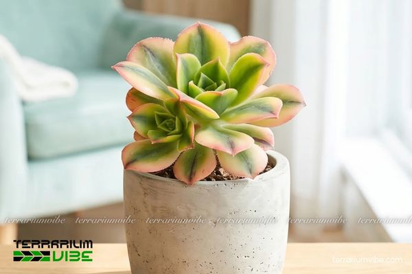 Sen Đá 3 Màu 3 Sen Đá 3 Màu nổi bật trong bố cục terrarium mở, kết hợp cùng đá, sỏi