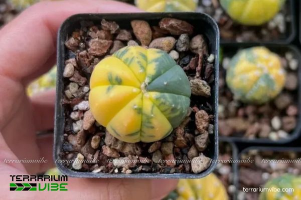 Xương Rồng Aster Lem Vàng 1 Đặc điểm hình thái sinh học đặc trưng Xương Rồng Aster Lem Vàng