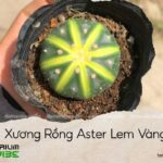 xương rồng aster lem vàng