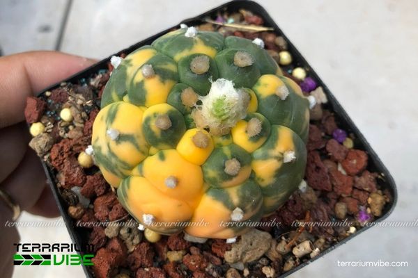 Xương Rồng Aster Lem Vàng 2 Xương Rồng Aster Lem Vàng sinh trưởng tự nhiên trên nền đất sỏi, đất sét khô