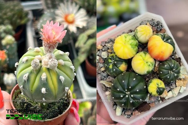 Xương Rồng Aster Lem Vàng 3 Xương Rồng Aster Lem Vàng phù hợp với terrarium mở, kết hợp với các loài cây chịu khô