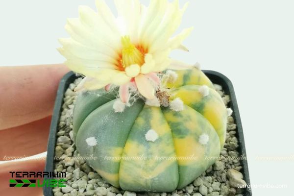 Xương Rồng Aster Lem Vàng 4 Các yếu tố môi trường chăm sóc cơ bản Xương Rồng Aster Lem Vàng cần thiết